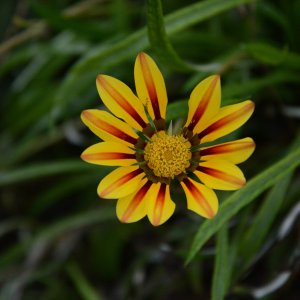 Gestohlenes Blatt...... Ulrich Marzinkewitz-Maar